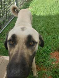 Found/Stray Male Dog last seen Cr 15 and 346, Smith County, TX 75703