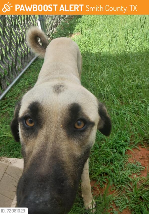 Found/Stray Male Dog last seen Cr 15 and 346, Smith County, TX 75703