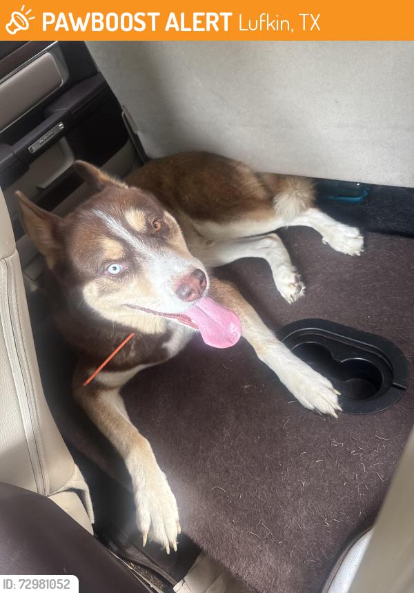 Found/Stray Male Dog last seen Hwy7, Lufkin, TX 75903