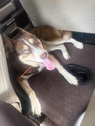Found/Stray Male Dog last seen Hwy7, Lufkin, TX 75903