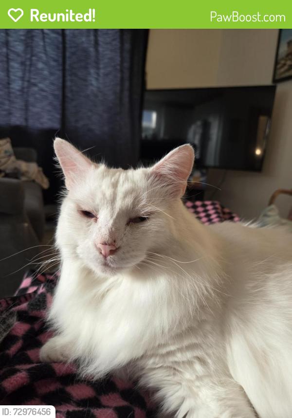 Reunited Male Cat last seen SE Bell and SE Thompson , Corvallis, OR 97333