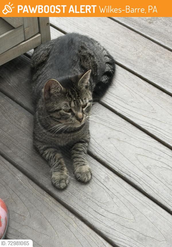 Found/Stray Unknown Cat last seen Hanover Village area , Wilkes-Barre, PA 18706