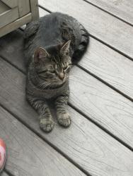 Found/Stray Unknown Cat last seen Hanover Village area , Wilkes-Barre, PA 18706