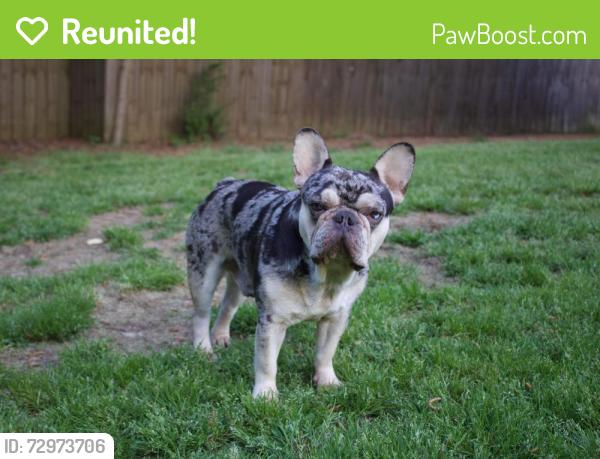 Reunited Male Dog last seen Bethera/Church of God, Bonneau, SC 29431