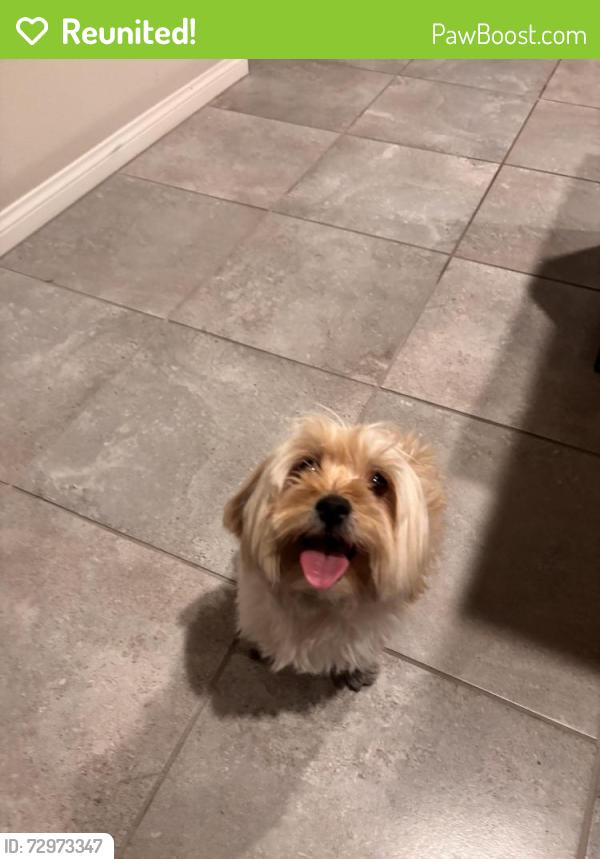 Reunited Female Dog last seen Aviary & Farm, North Las Vegas, NV 89131