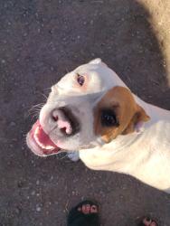 Reunited Female Dog last seen Houston and demaree Walmart , Visalia, CA 93291