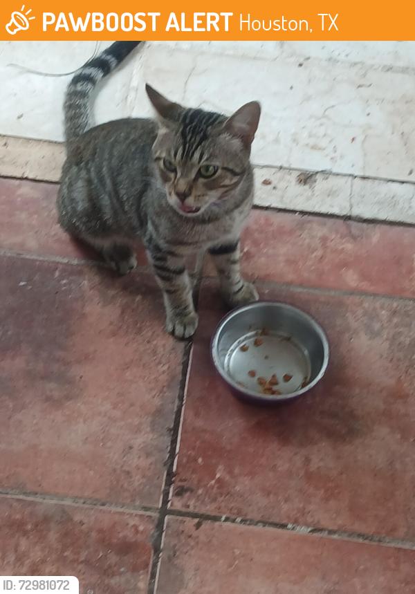 Found/Stray Male Cat last seen Valentine, Houston, TX 77002