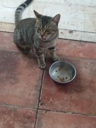 Found/Stray Male Cat last seen Valentine, Houston, TX 77002