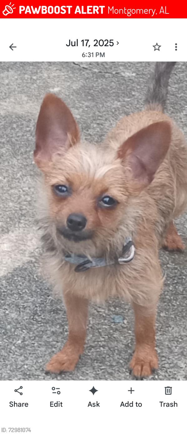 Lost Male Dog last seen McGhee Rd Area Montgomery Alabama , Montgomery, AL 36111