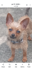 Lost Male Dog last seen McGhee Rd Area Montgomery Alabama , Montgomery, AL 36111