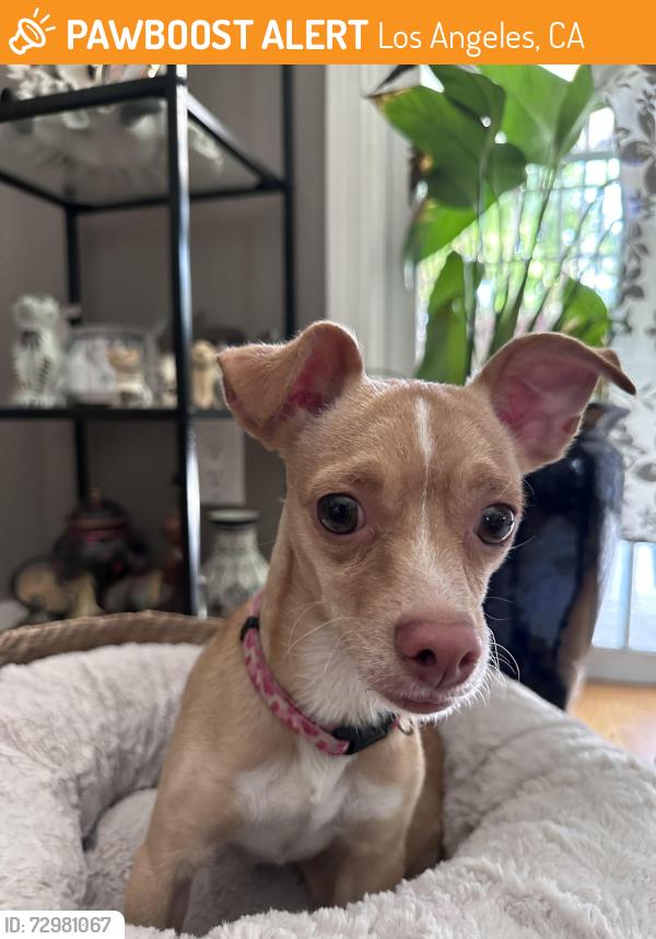 Found/Stray Female Dog last seen Welby Way/Capistrano Ave, Los Angeles, CA 91307
