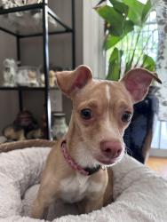 Found/Stray Female Dog last seen Welby Way/Capistrano Ave, Los Angeles, CA 91307