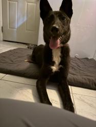 Found/Stray Female Dog last seen intersection of N brunson street and NW 56th street, Oklahoma City, OK 73122