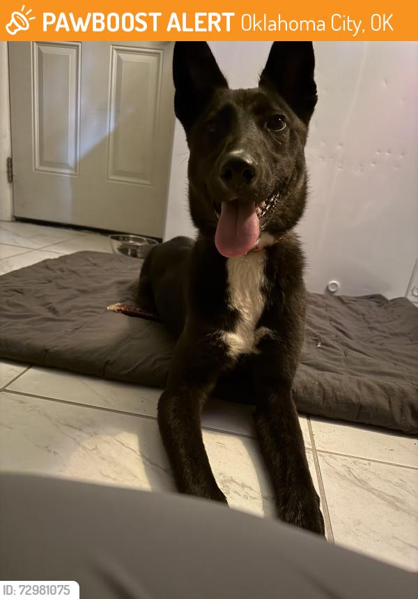 Found/Stray Female Dog last seen intersection of N brunson street and NW 56th street, Oklahoma City, OK 73122