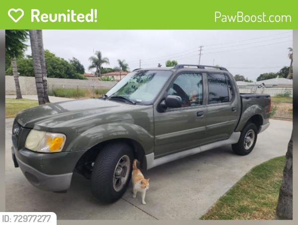Reunited Female Cat last seen Flower/ California Ave, Bellflower, CA 90706