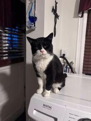 Lost Male Cat last seen E 3rd street , Waynesboro, PA 17268