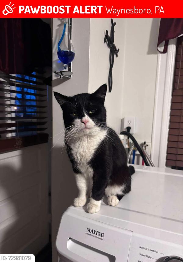 Lost Male Cat last seen E 3rd street , Waynesboro, PA 17268