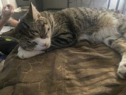 Lost Female Cat last seen Washington and rainbow, Las Vegas, NV 89107