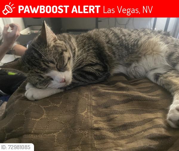Lost Female Cat last seen Washington and rainbow, Las Vegas, NV 89107