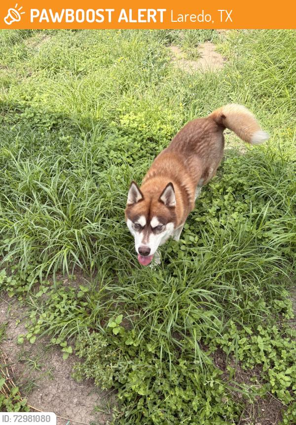 Found/Stray Unknown Dog last seen Center Rd, Laredo, TX 78045