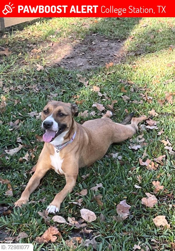 Lost Female Dog last seen Southwest Parkway , College Station, TX 77840
