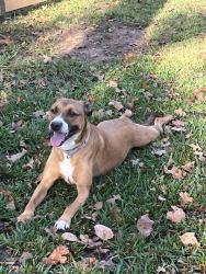 Lost Female Dog last seen Southwest Parkway, College Station, TX 77840