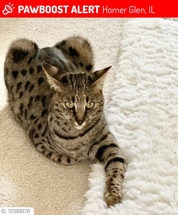 Lost Male Cat last seen will cook and 159th, Homer Glen, IL 60491