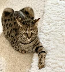 Lost Male Cat last seen will cook and 159th, Homer Glen, IL 60491