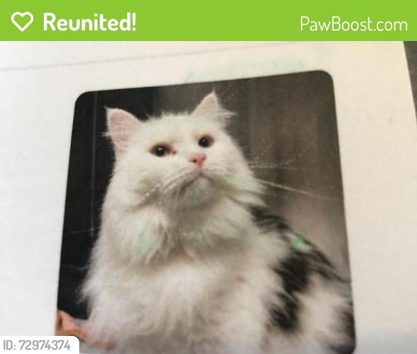Reunited Male Cat last seen Beechwood Lakes Dr., Henderson County, NC 28792