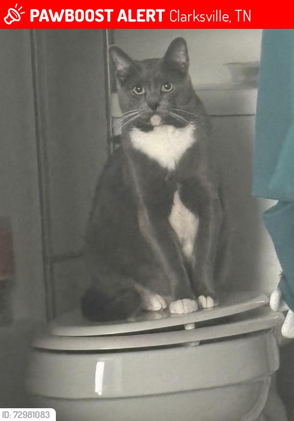 Lost Male Cat last seen Wallace blvd, Clarksville, TN 37042