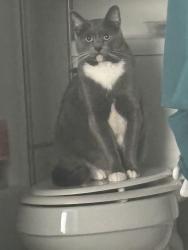 Lost Male Cat last seen Wallace blvd, Clarksville, TN 37042