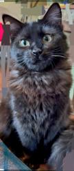 Lost Male Cat last seen Miller and old ft worth rd, Midlothian, TX 76065