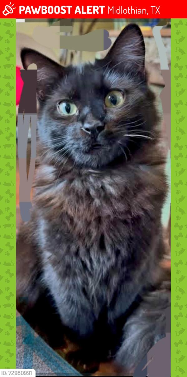 Lost Male Cat last seen Miller and old ft worth rd, Midlothian, TX 76065