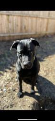 Lost Male Dog last seen Near saunders st, Camden, NJ 08105