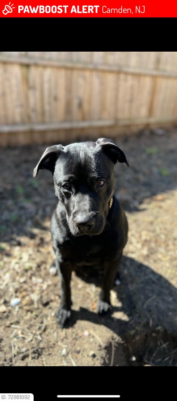 Lost Male Dog last seen Near saunders st, Camden, NJ 08105