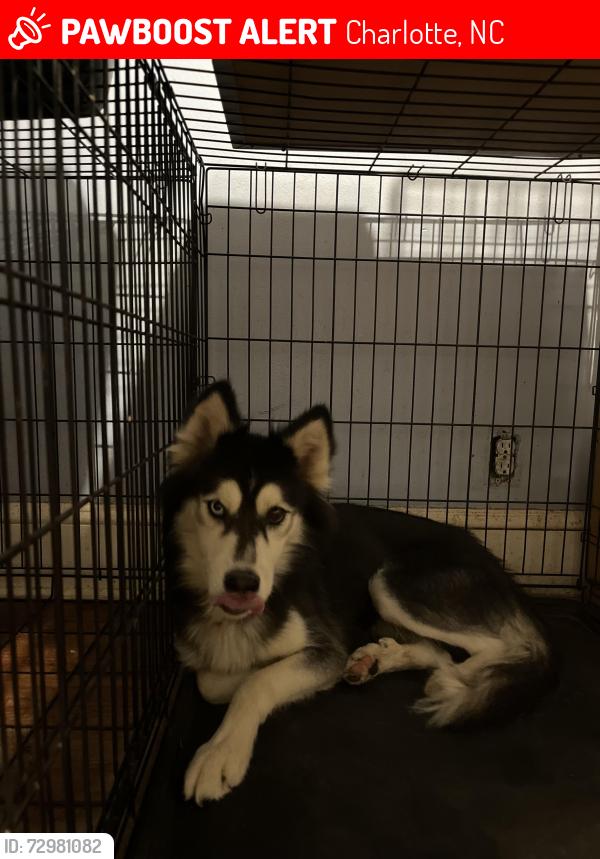 Lost Female Dog last seen Near airport dr, Charlotte, NC 28208