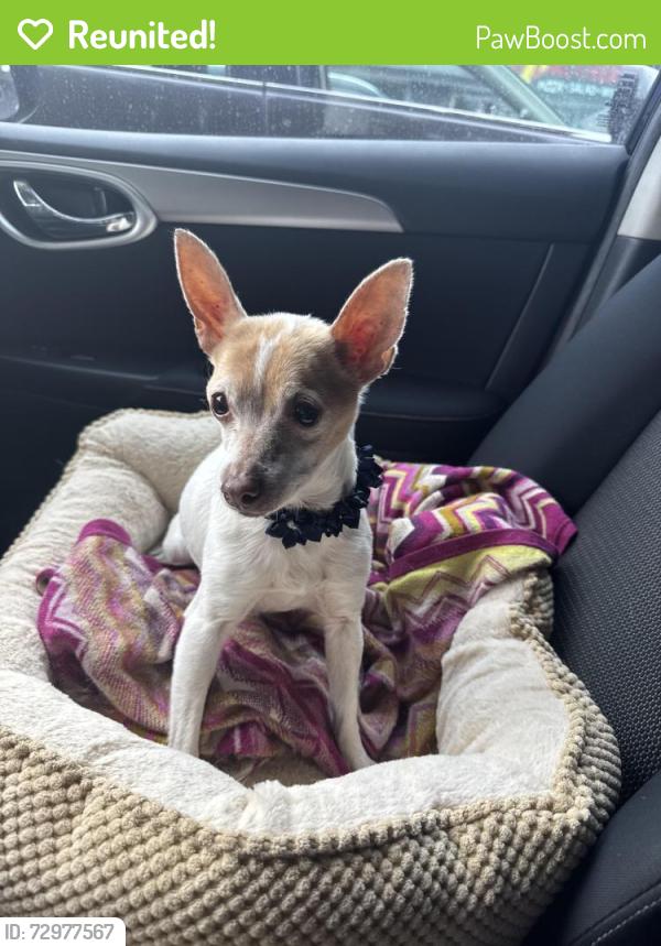 Reunited Female Dog last seen Donegal and Bantry, El Paso, TX 79925