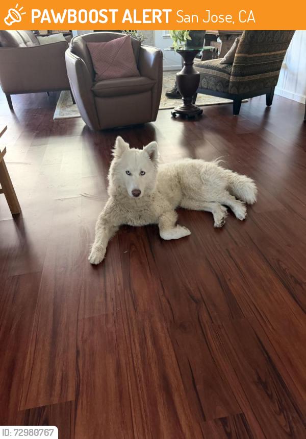 Found/Stray Female Dog last seen Metcalf and San Felipe road, San Jose, CA 95112