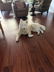 Reunited Female Dog last seen Metcalf and San Felipe road, San Jose, CA 95112