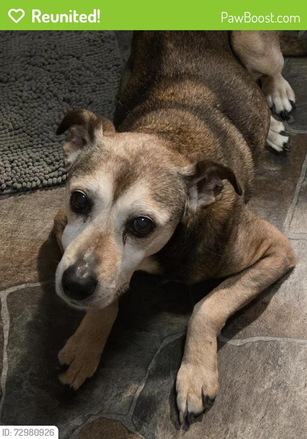 Reunited Female Dog last seen Brownfield Rd and Refugee Rd, Columbus, OH 43232