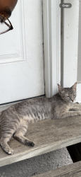 Found/Stray Female Cat last seen Near Young Ave Memphis, TN 38104 United States, Memphis, TN 38104
