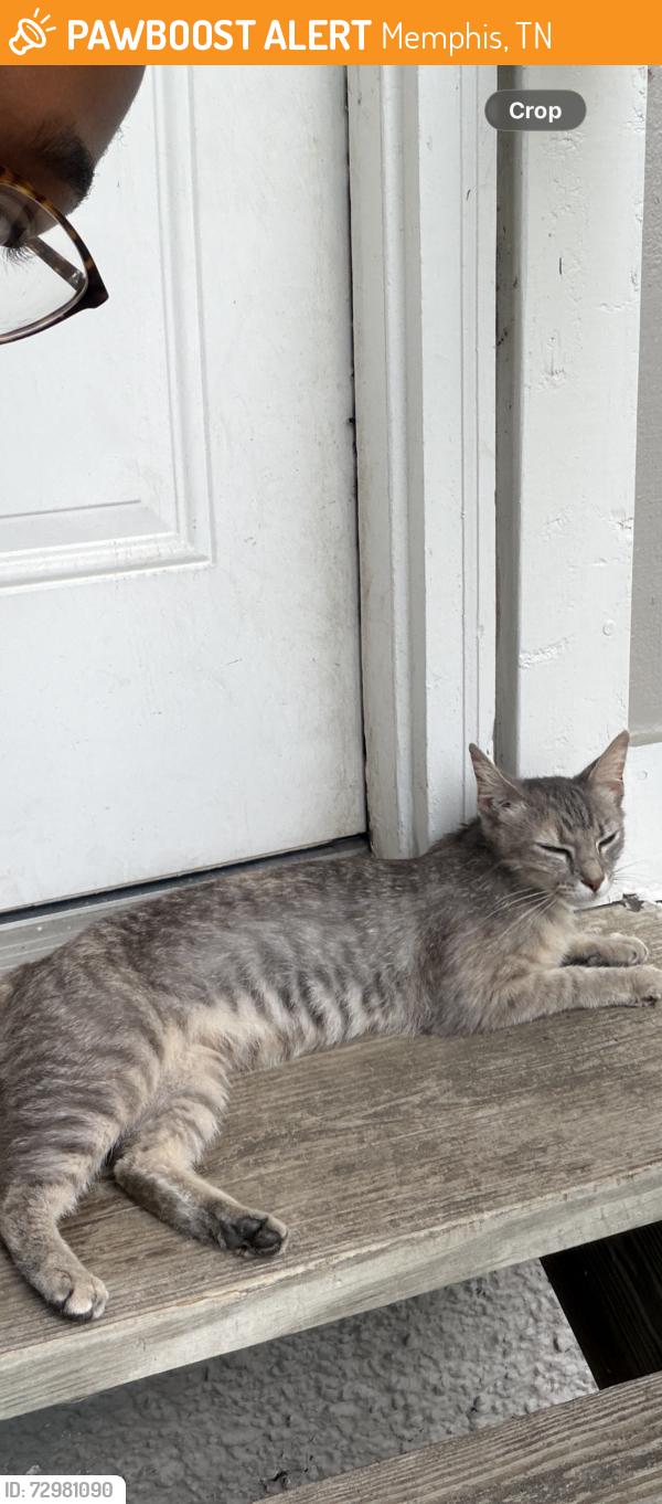 Found/Stray Female Cat last seen Near Young Ave Memphis, TN 38104 United States, Memphis, TN 38104