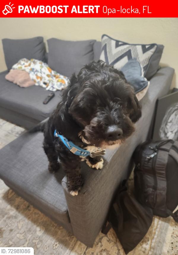 Lost Male Dog last seen Family dollar on Corner of Sharazad Blvd and 27l, Opa-locka, FL 33054