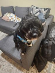 Lost Male Dog last seen Family dollar on Corner of Sharazad Blvd and 27l, Opa-locka, FL 33054