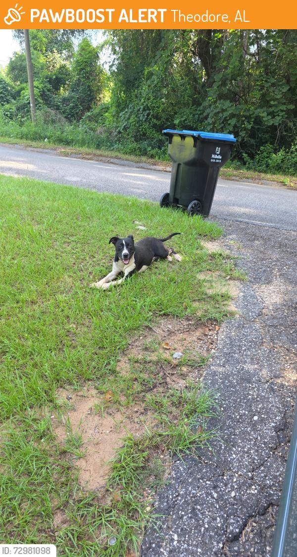 Found/Stray Male Dog last seen Quarter mile from old Pascagoula and Mcdonald road intersection near Lake Myrtle drive, Theodore, AL 36544