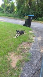 Found/Stray Male Dog last seen Quarter mile from old Pascagoula and Mcdonald road intersection near Lake Myrtle drive, Theodore, AL 36544