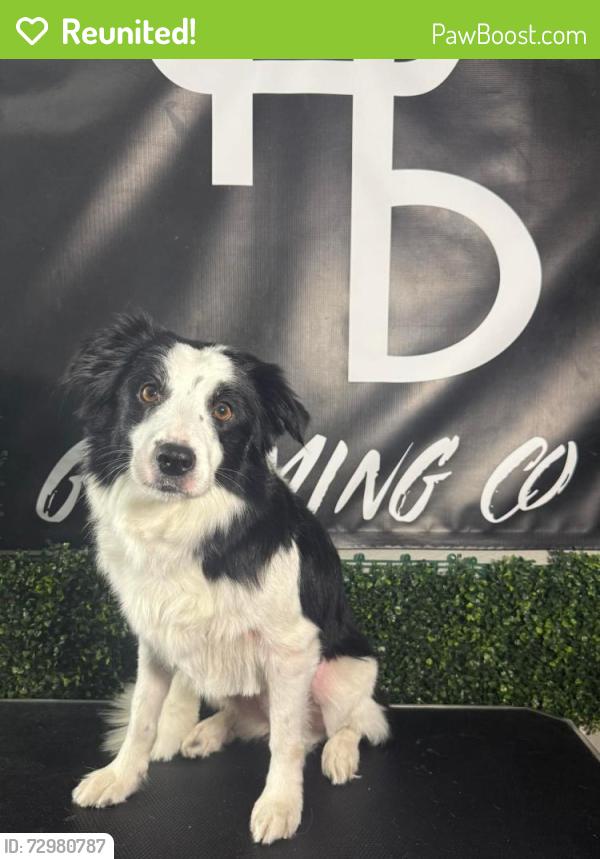 Reunited Female Dog last seen Carancahua Street, Corpus Christi, TX 78401