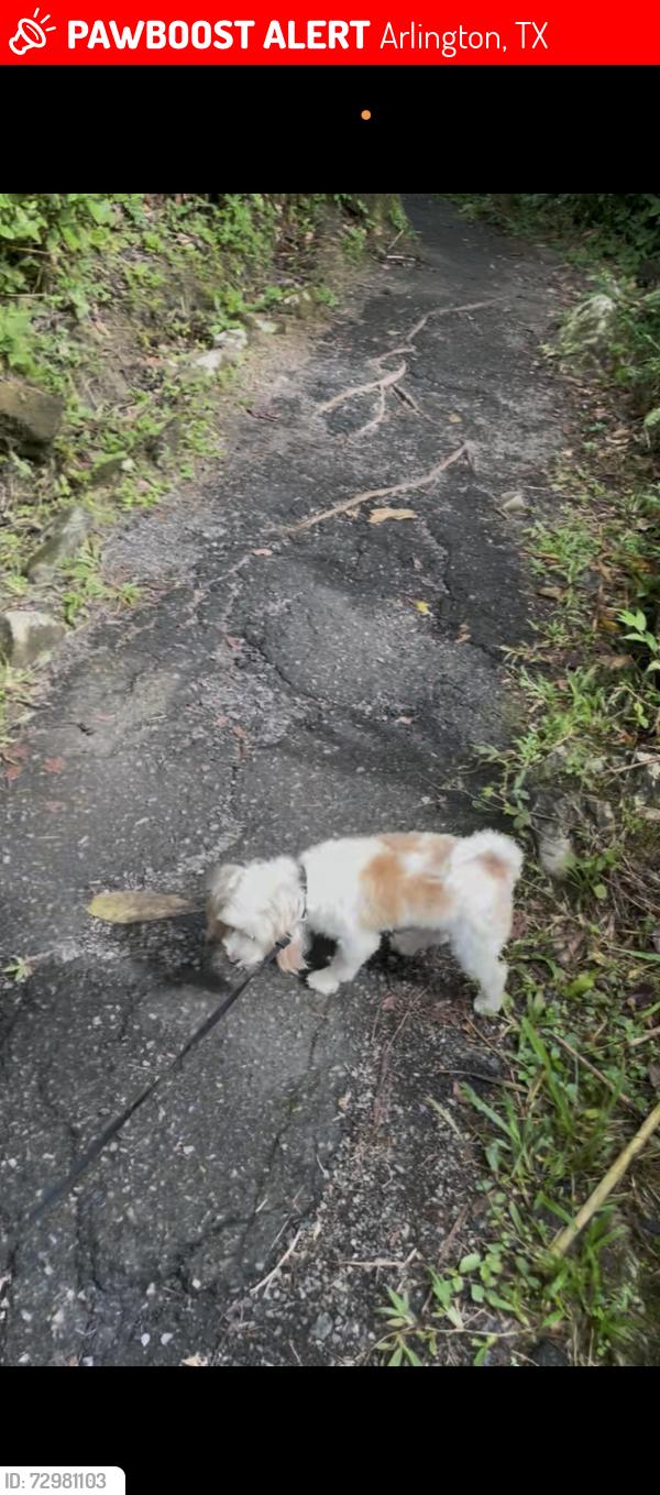 Lost Male Dog last seen Near e Lamar Blvd, Arlington, TX 76011