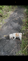 Lost Male Dog last seen Near e Lamar Blvd, Arlington, TX 76011