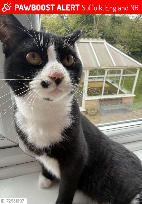 Lost Male Cat last seen old grammar lane Bungay, Suffolk, England NR35